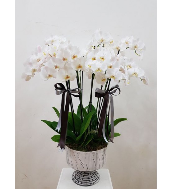 6 dallı beyaz orkide tasarım