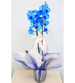 2 Dal mavi orkide