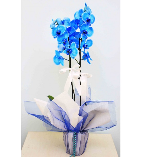 2 Dal mavi orkide
